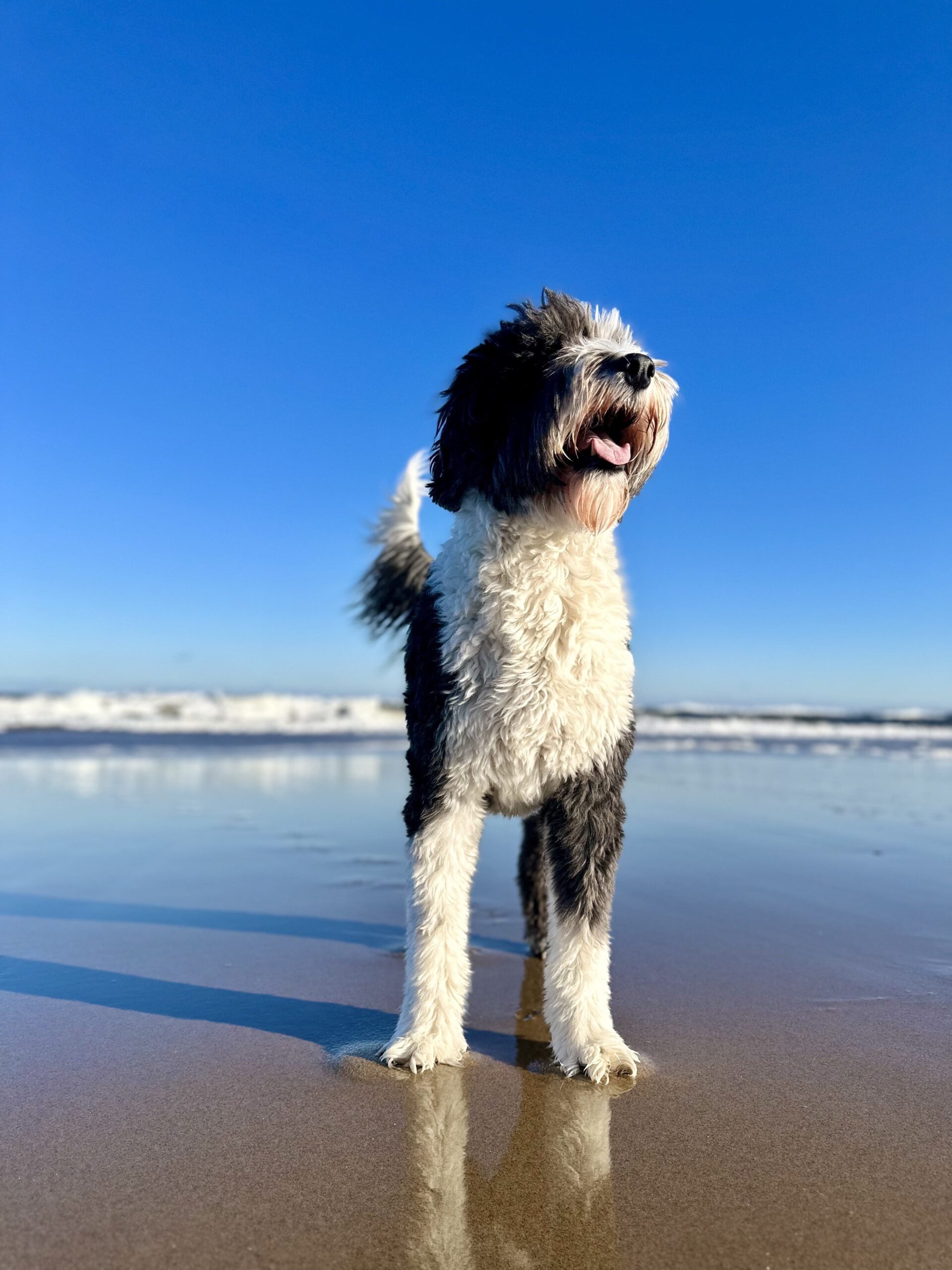 black and white sheepadoodle standing on a beach