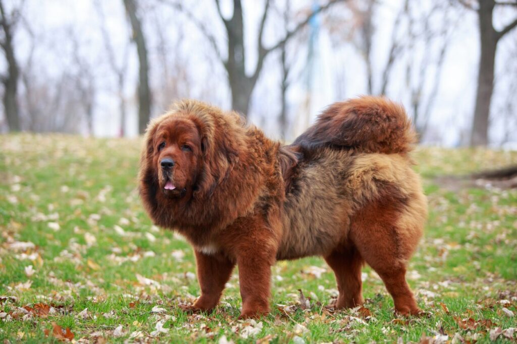 red tibetan mastiff standing outside