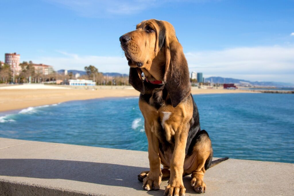 bloodhound dog sitting in the sun