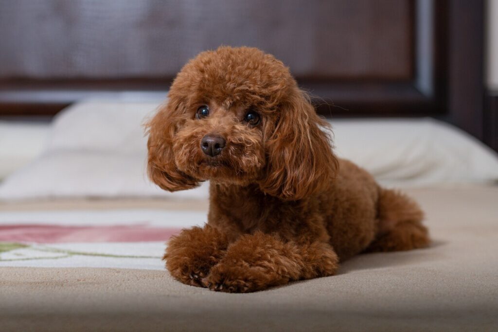 brown toy poodle lying down
