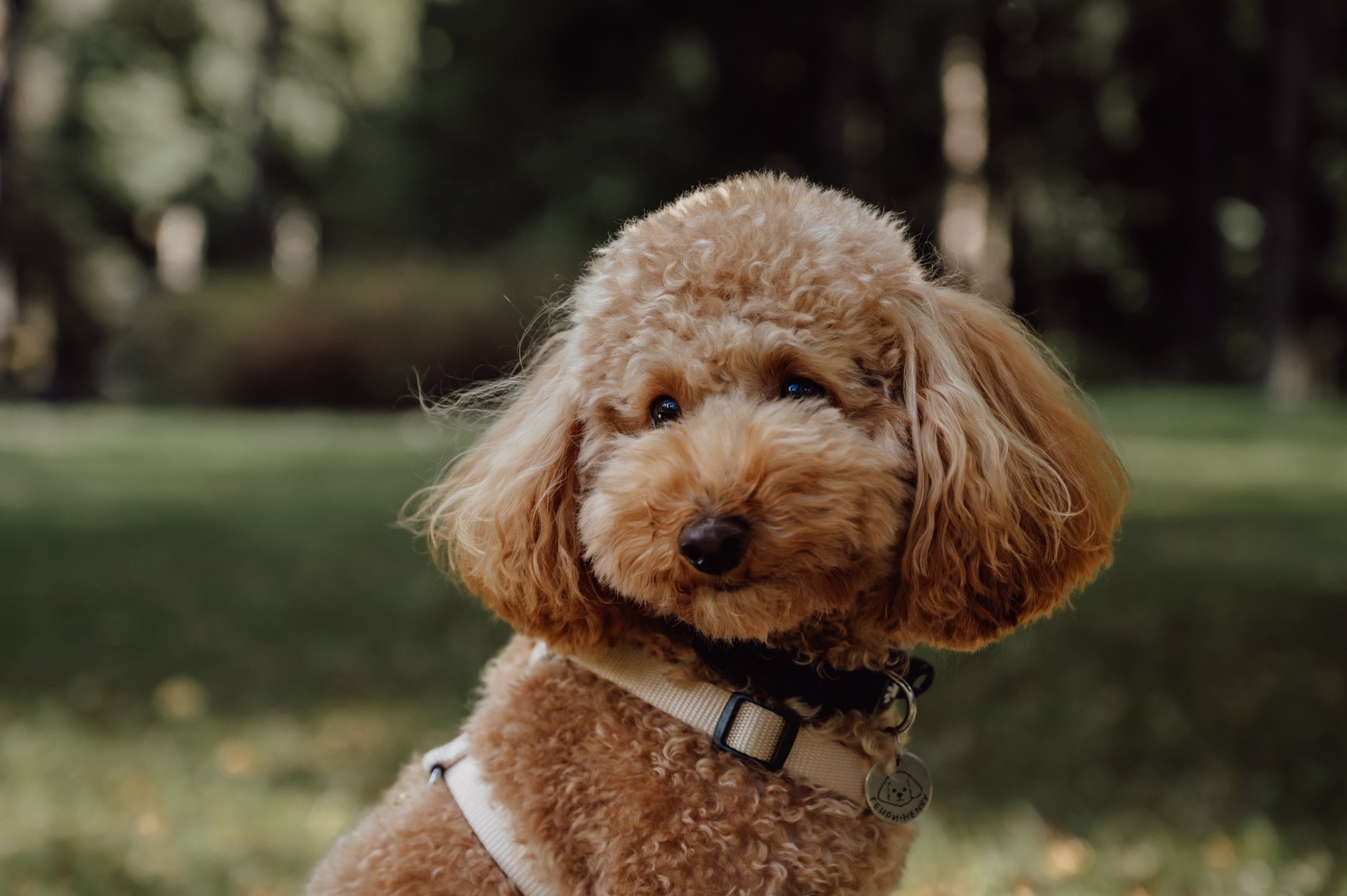an apricot toy poodle wearing a harness at a park