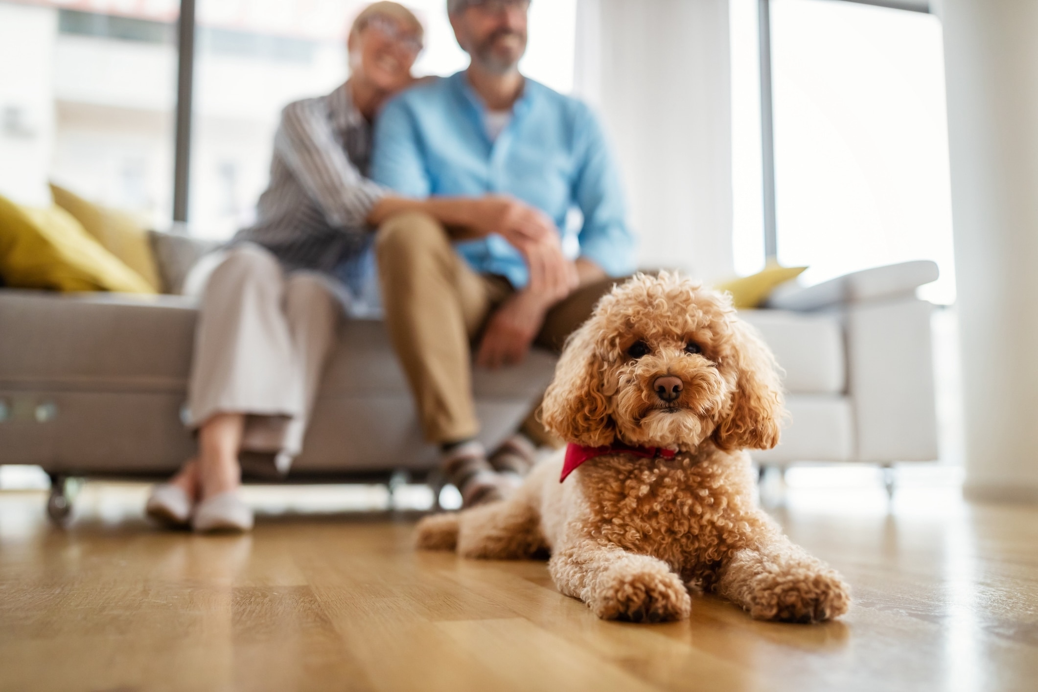 brown toy poodle lying on a living room floor with pet parents sitting behind him