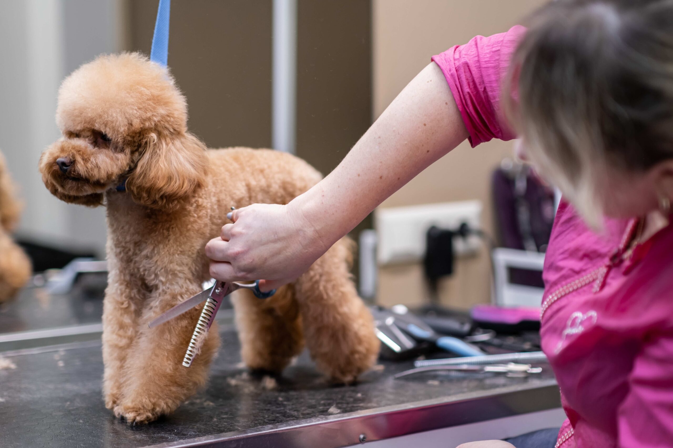 a toy poodle being groomed