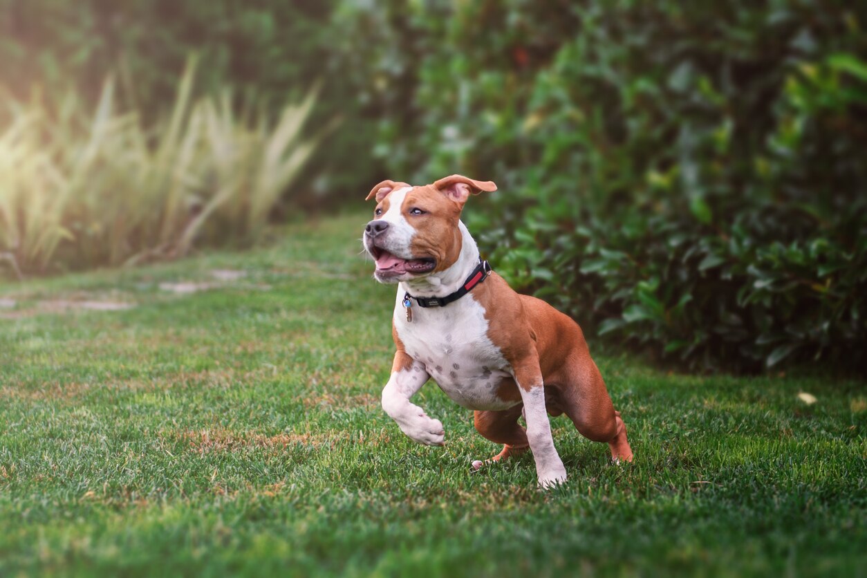 A brown and white American Staffordshire Terrier dog running through grass