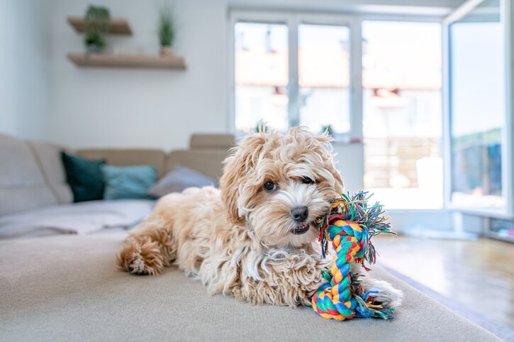 maltipoo puppy chewing on a rope toy