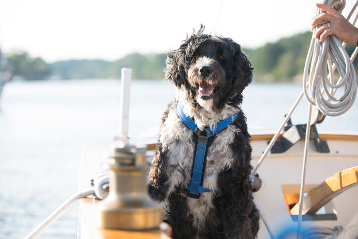 black and white portuguese water dog on a boat