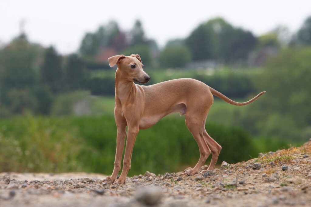 brown italian greyhound dog standing outside