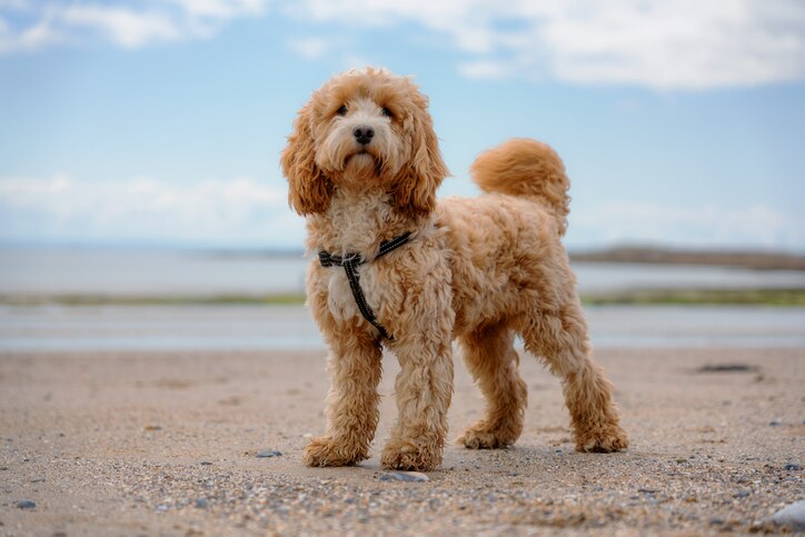 tan cockapoo dog standing at the beach