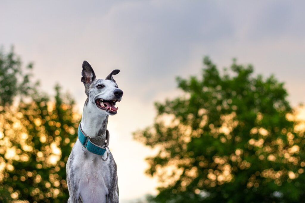 white and gray brindle whippet standing before a sunset