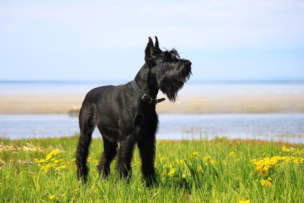 black giant schnauzer dog standing in a flower field