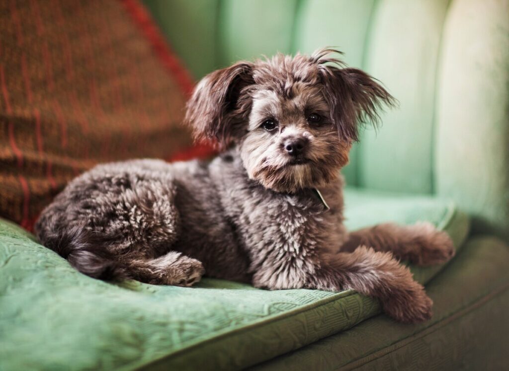 brown yorkiepoo dog lying on a green couch
