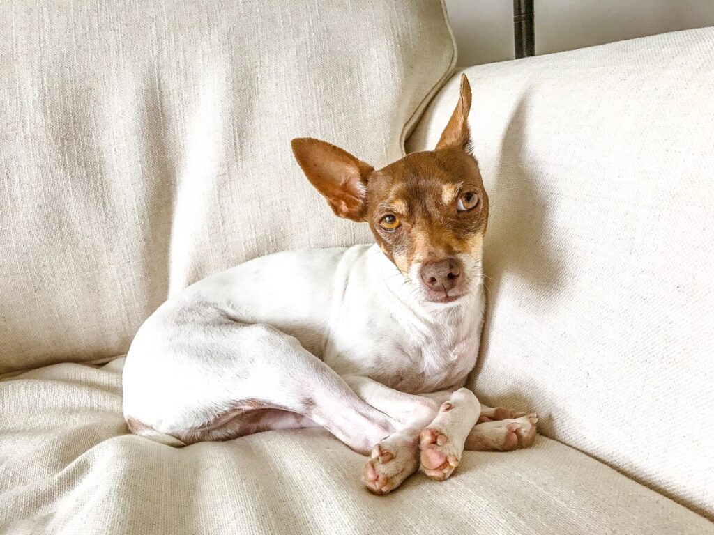 brown and white rat terrier curled up on a cream couch