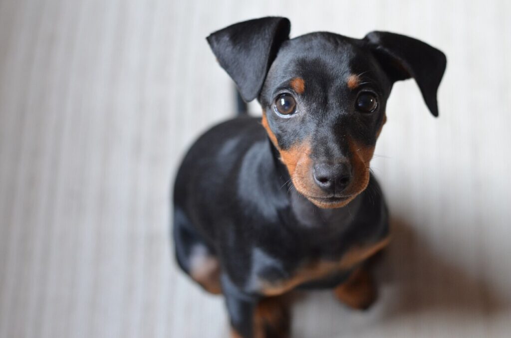 miniature pinscher puppy with floppy ears looking up at the camera
