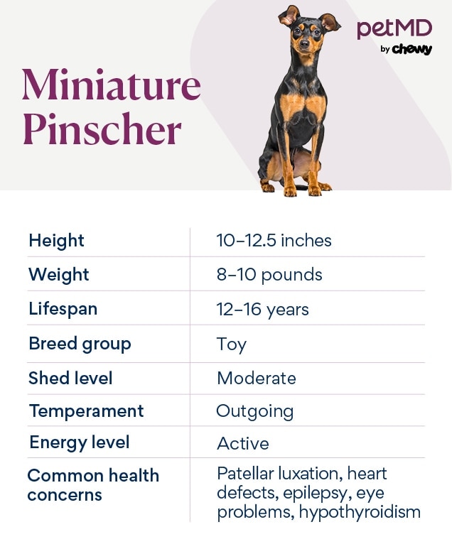 chart depicting a Miniature Pinscher's breed characteristics