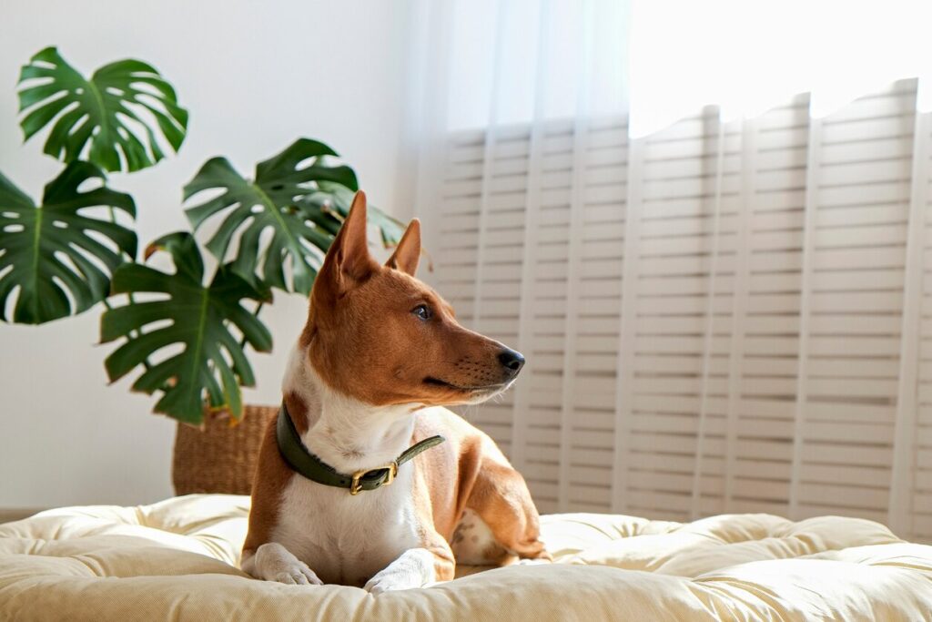 brown and white basenji dog lying on a bed