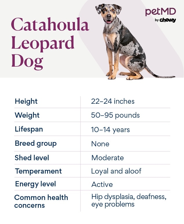 chart depicting a Catahoula Leopard Dog's breed characteristics
