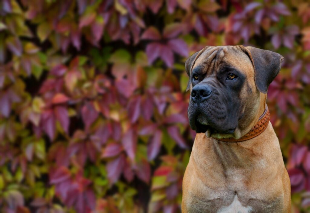 large tan boerboel dog sitting in front of fall leaves