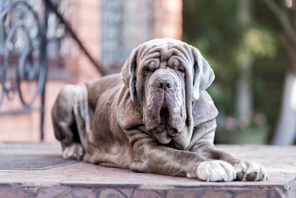 gray neapolitan mastiff dog lying on the ground looking at the camera