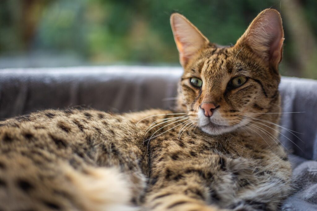 savannah house cat lounging