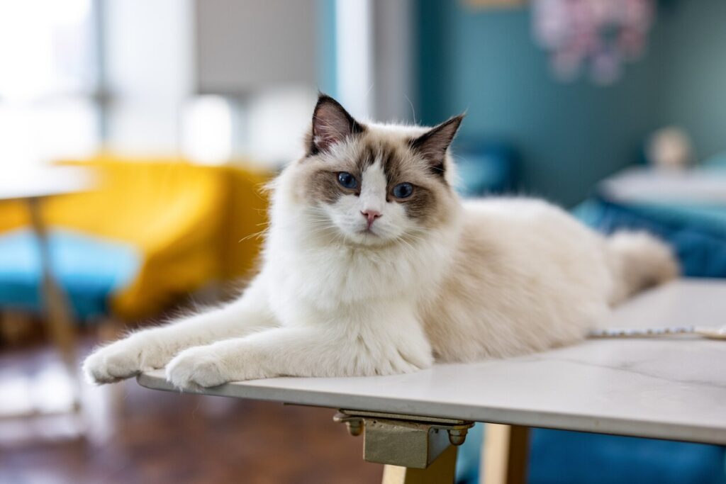 white and gray ragdoll cat on a white table