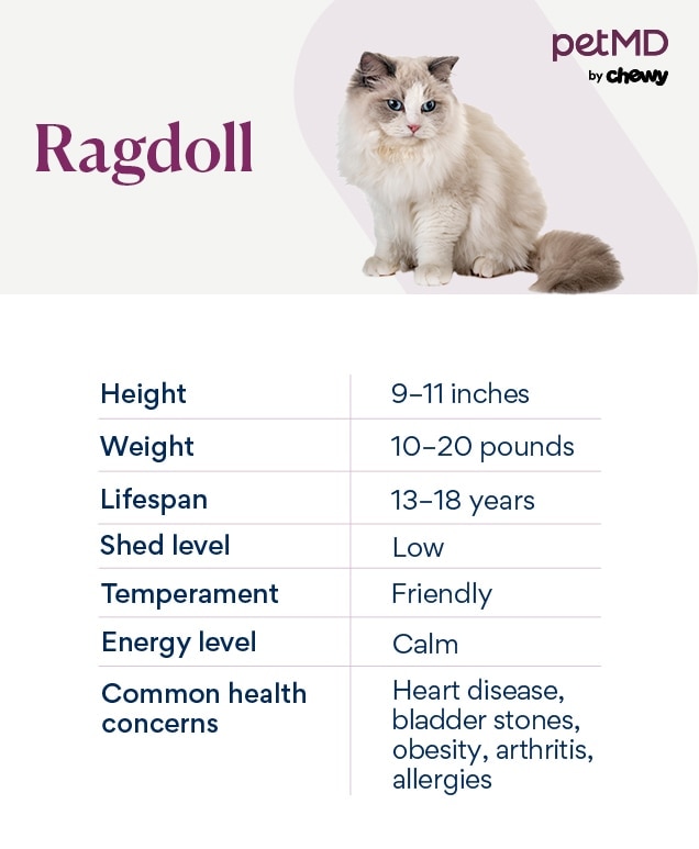 chart depicting a ragdoll cat's characteristics