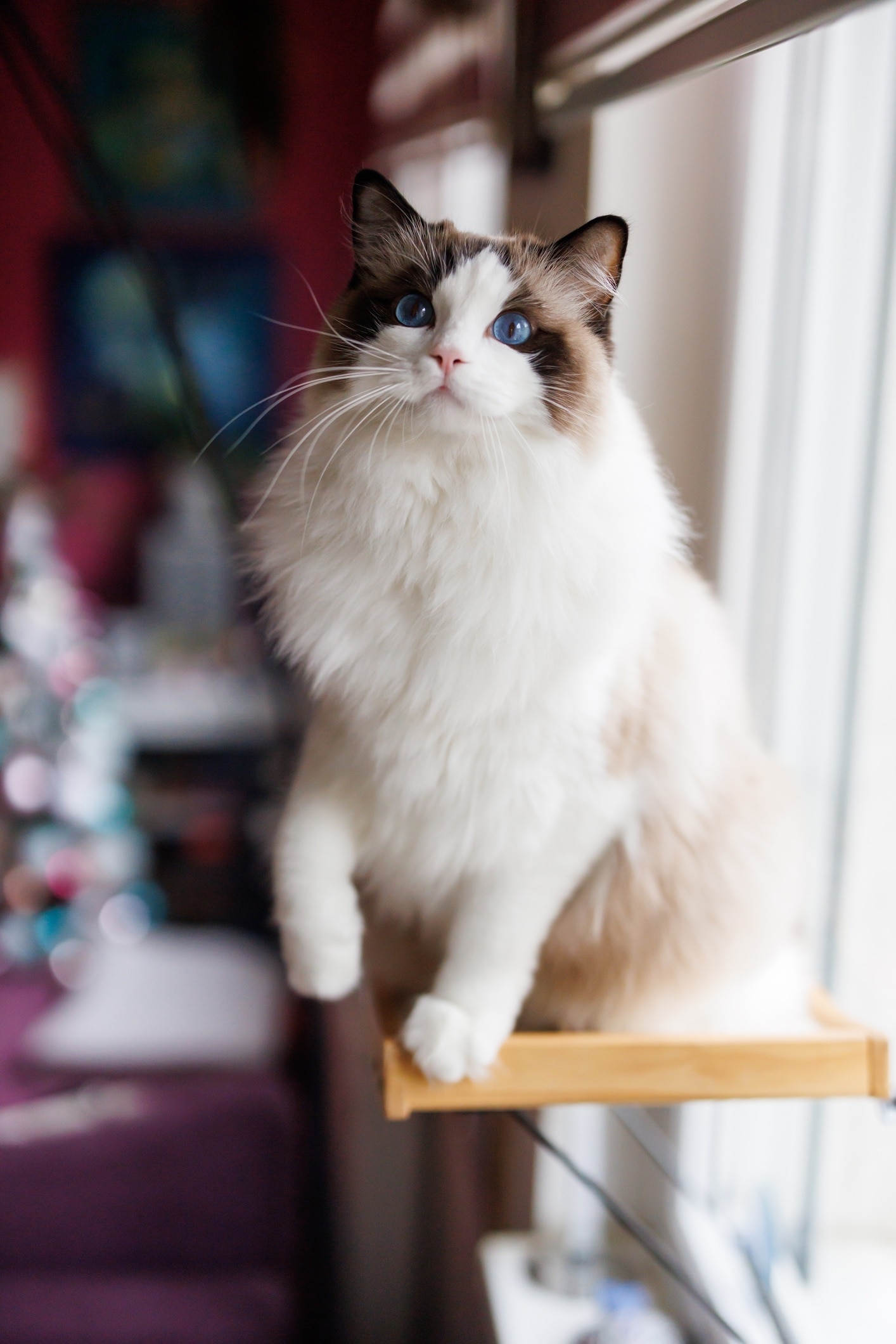 ragdoll cat sitting on a window perch