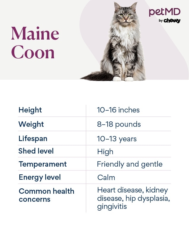 maine coon chart depicting the breed's needs