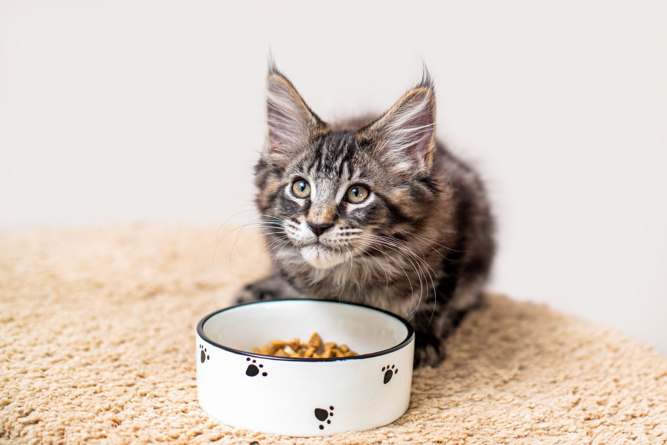 tabby maine coon kitten eating from a bowl