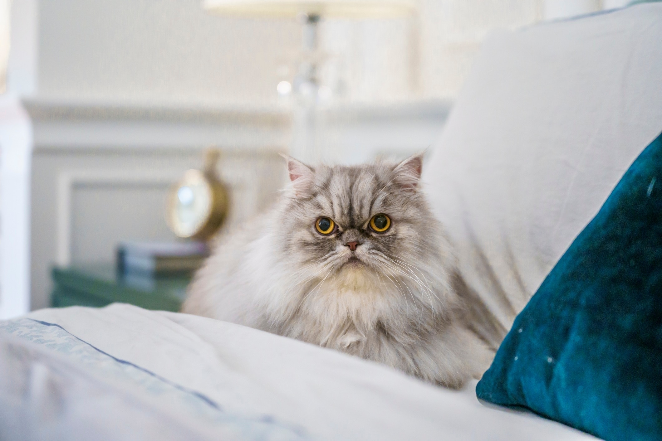 silver persian cat in a human bed