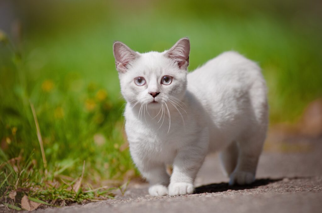 white munchkin cat standing on a path outside