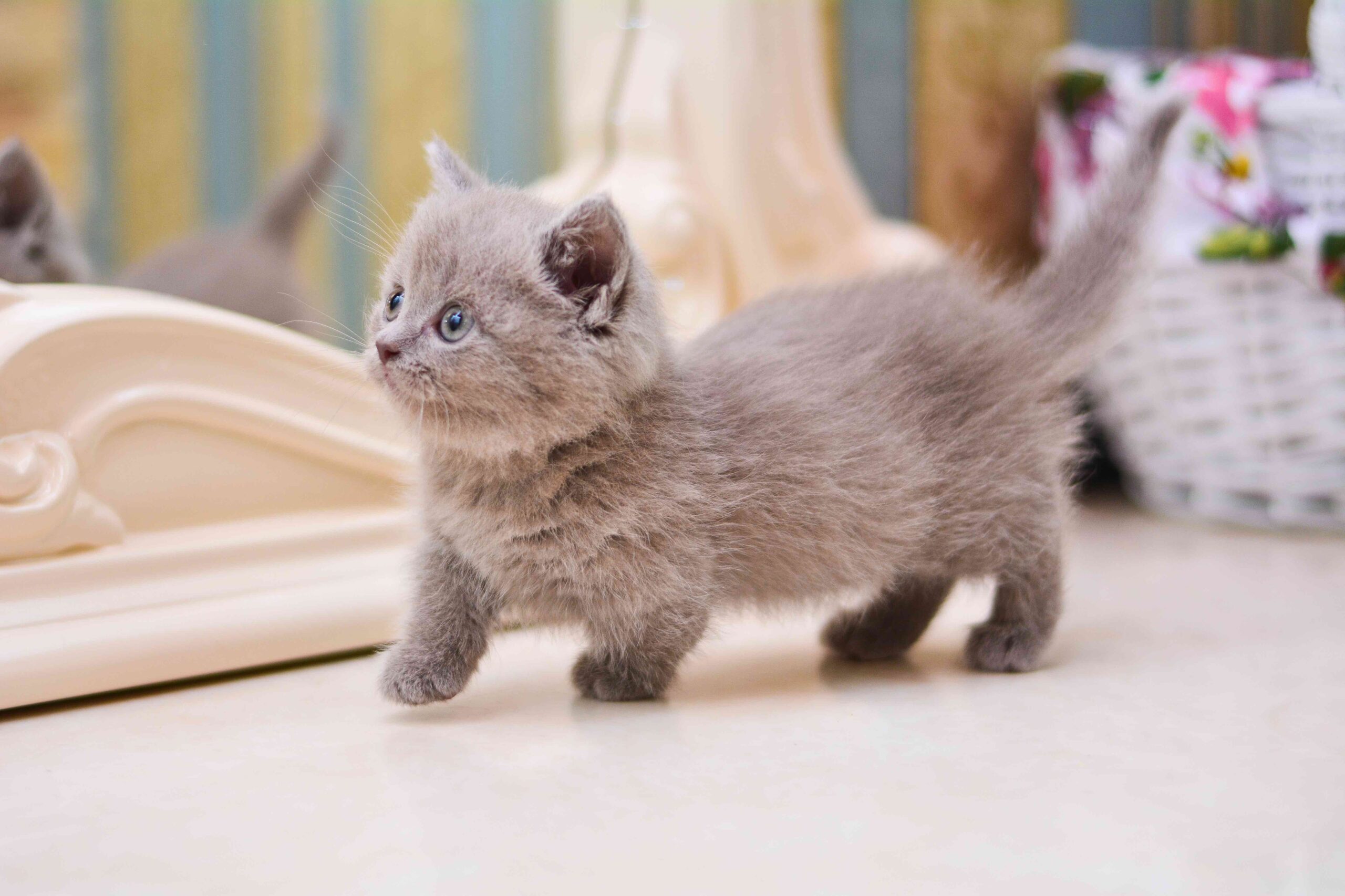 fluffy gray munchkin kitten