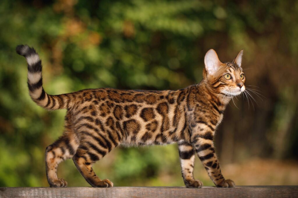 spotted bengal cat walking on a wooden plank outside