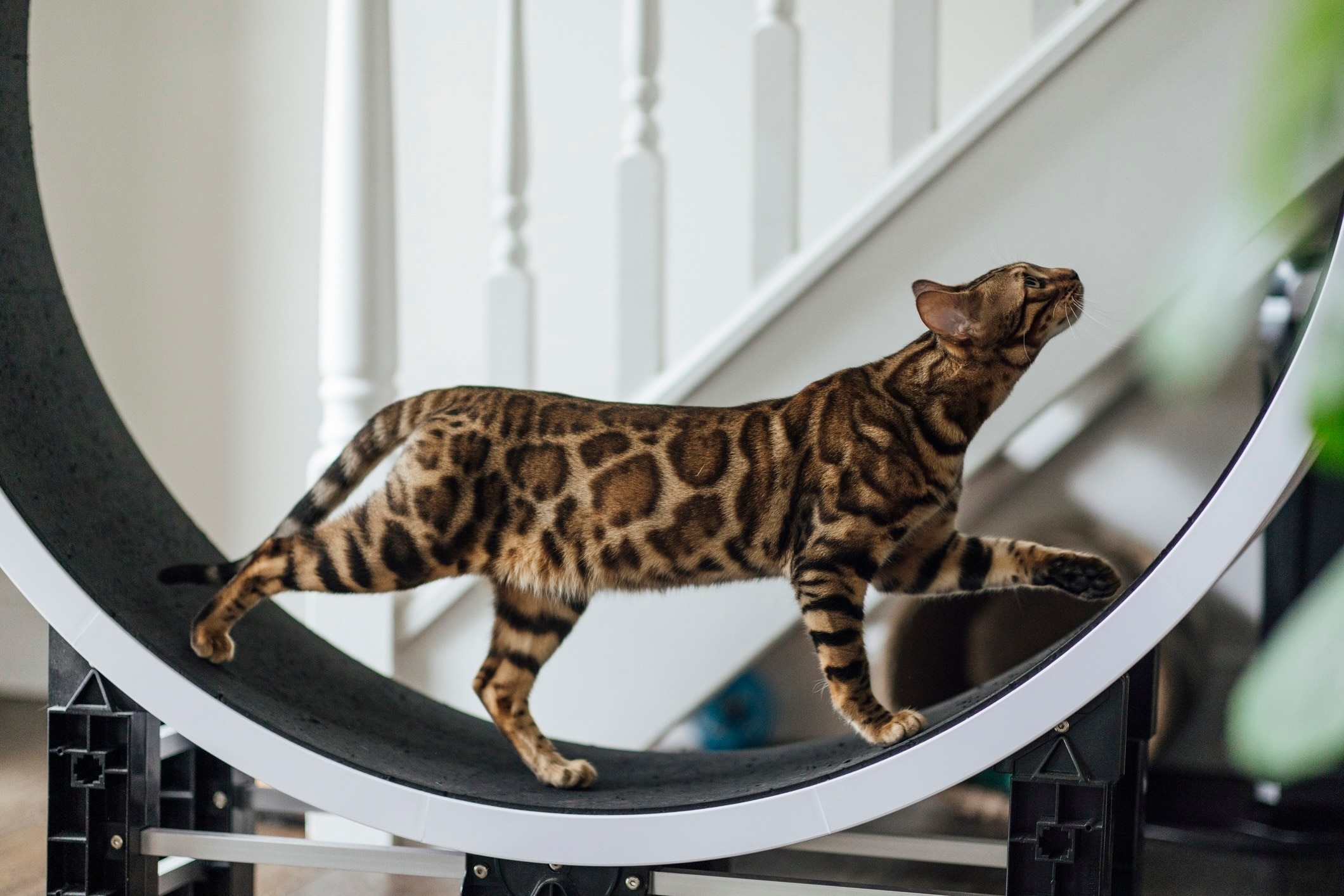 bengal cat walking on a cat wheel