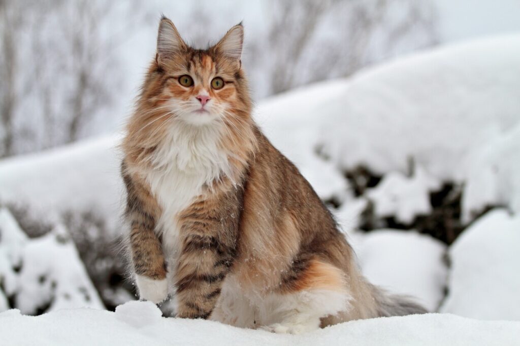orange and brown norwegian forest cat standing in snow