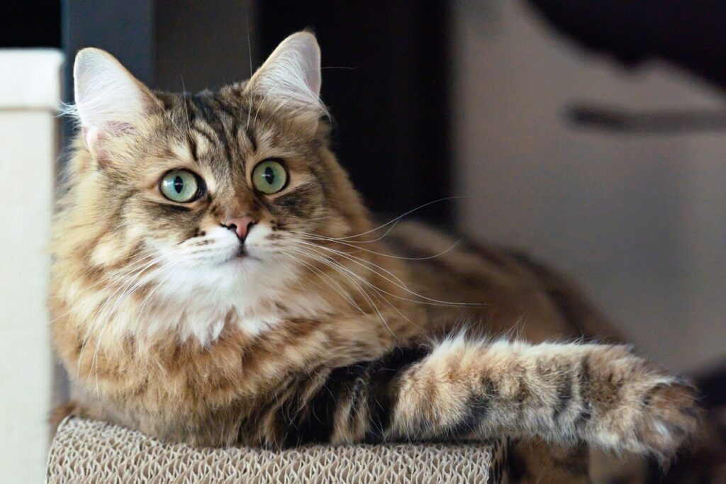 fluffy brown and white siberian cat lounging on cat furniture