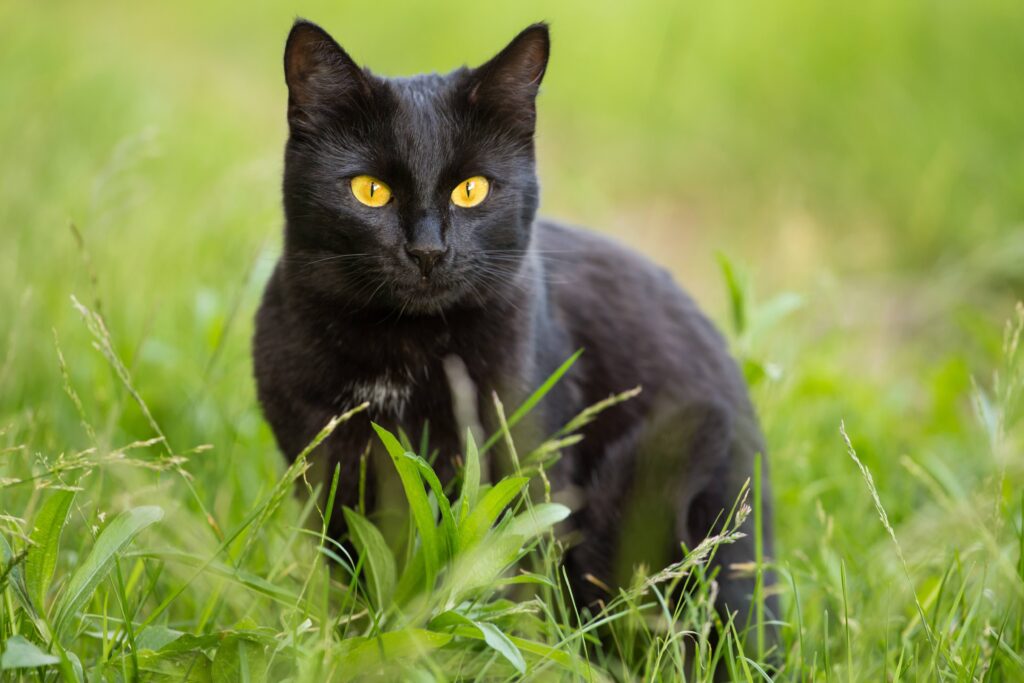 black cat with golden eyes sitting in green grass field