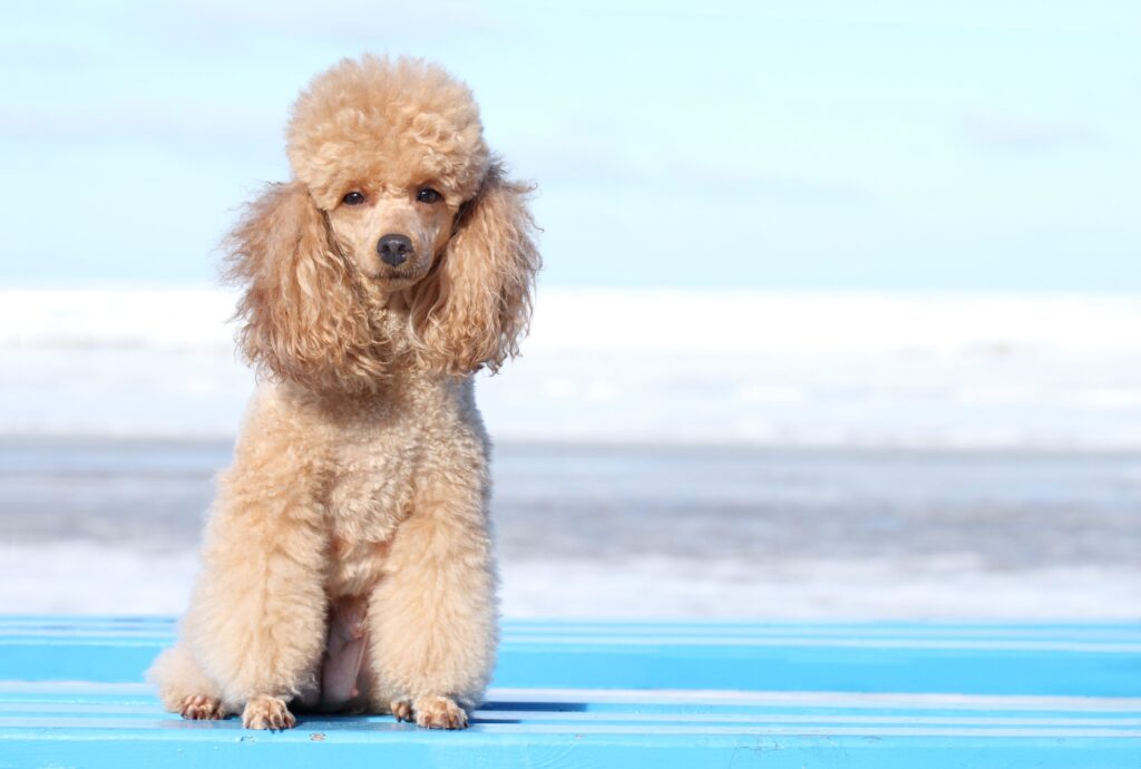 apricot miniature poodle sitting and looking at the camera