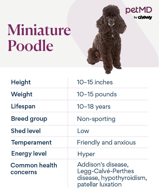 chart depicting a miniature poodle dog's characteristics