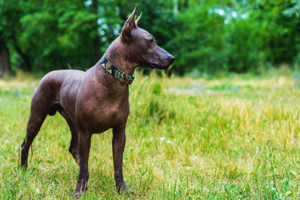 Mexican hairless dog standing in a grassy field and looking away from the camera