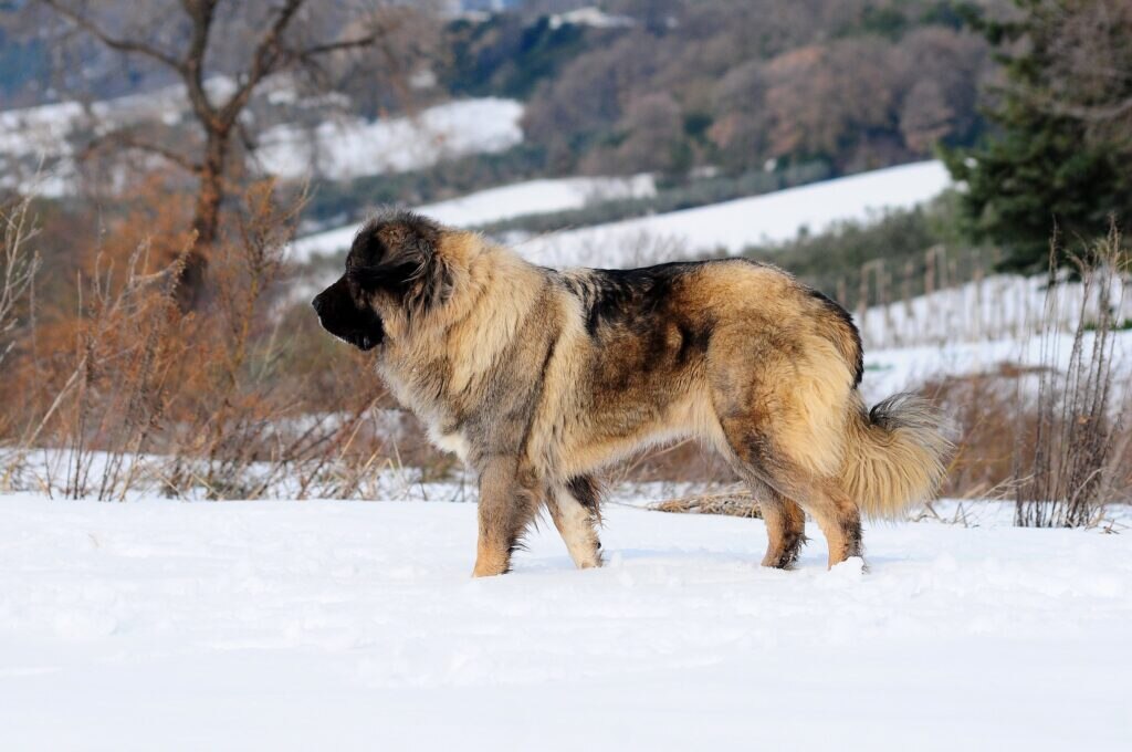 brown and black fluffy caucasian shepherd dog walking through snow