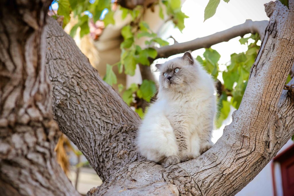 gray and white himalayan cat sitting in a tree