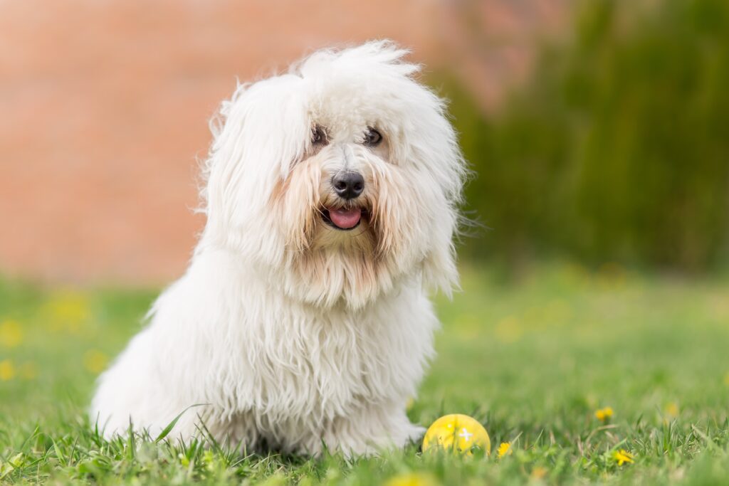 coton de tulear dog sitting in grass next to a tennis ball