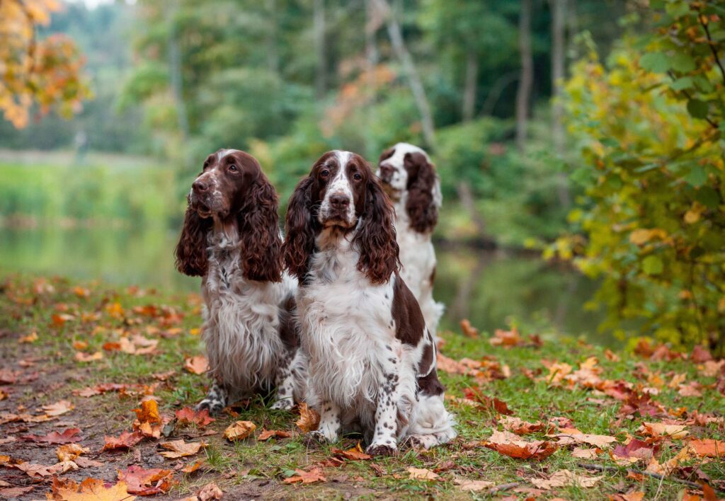 three brown and white english springer spaniels sitting on a hiking trail