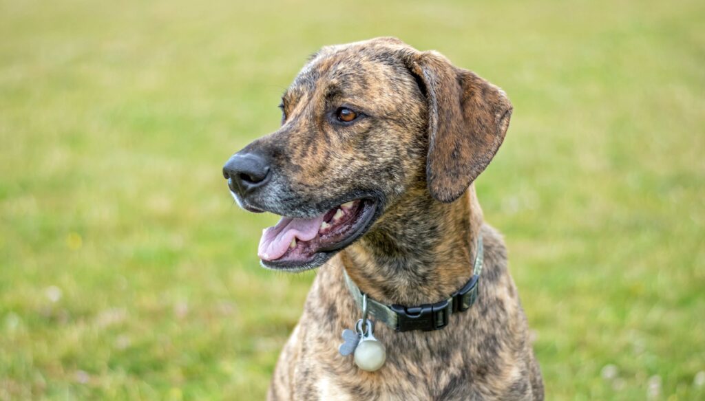 portrait of a brindle plott hound sitting in a field