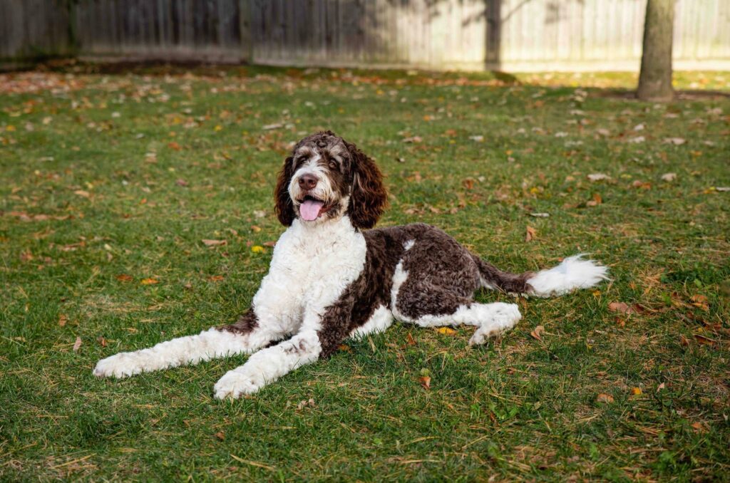 brown and white bernedoodle mixed breed dog lying in the grass