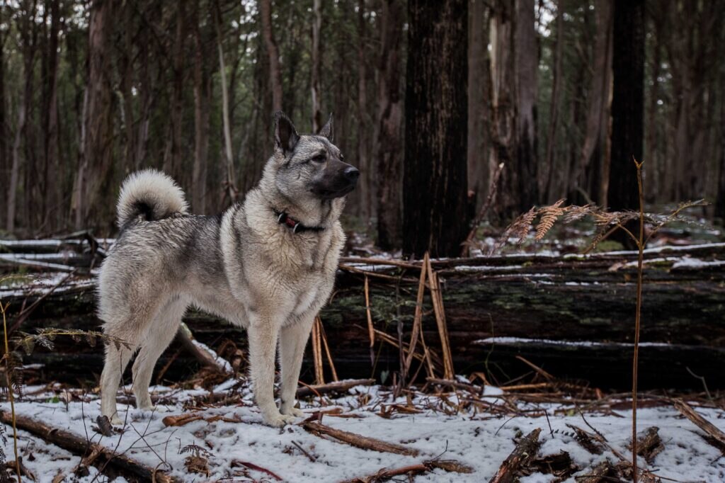 norwegian elkhound dog standing in snowy woods