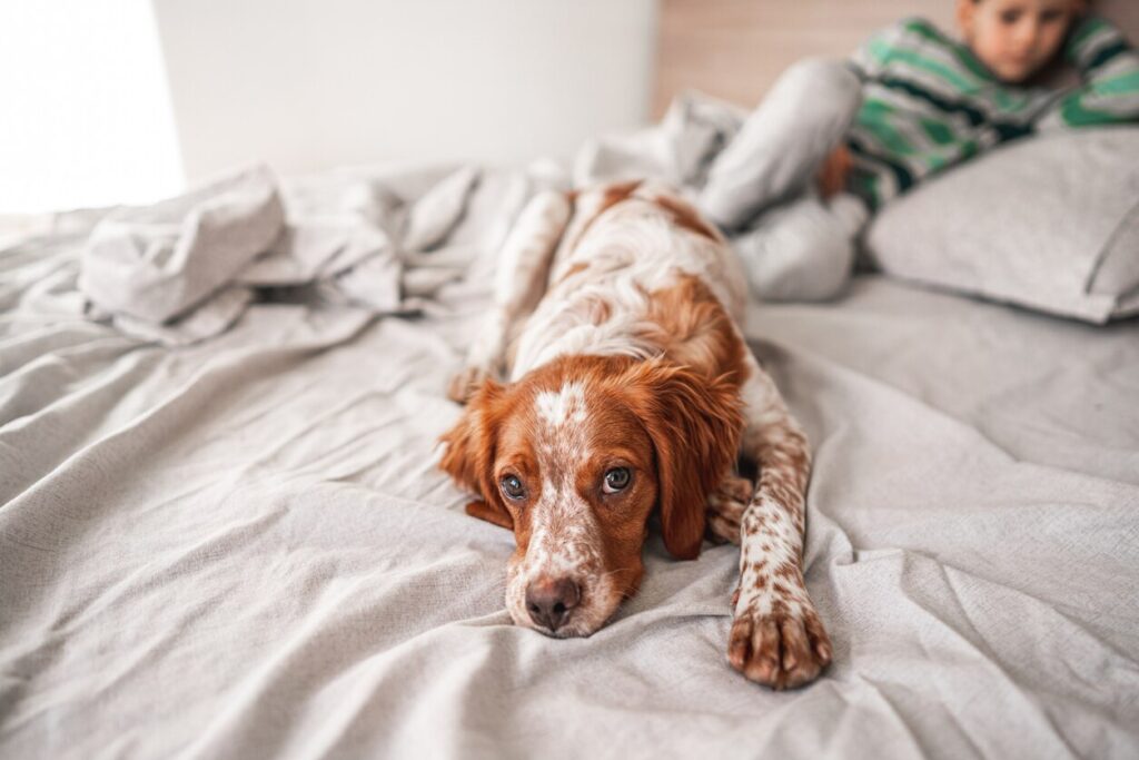 orange and white speckled brittany spaniel dog lying on a bed