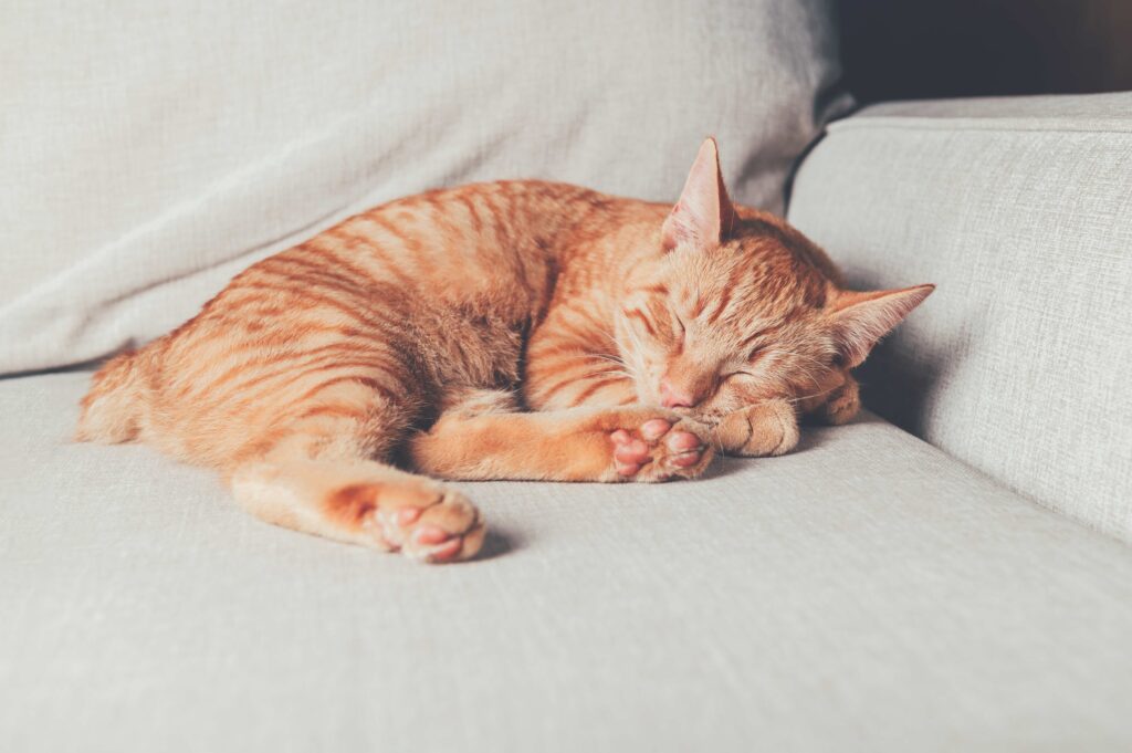 orange manx kitten curled up and sleeping on a chair
