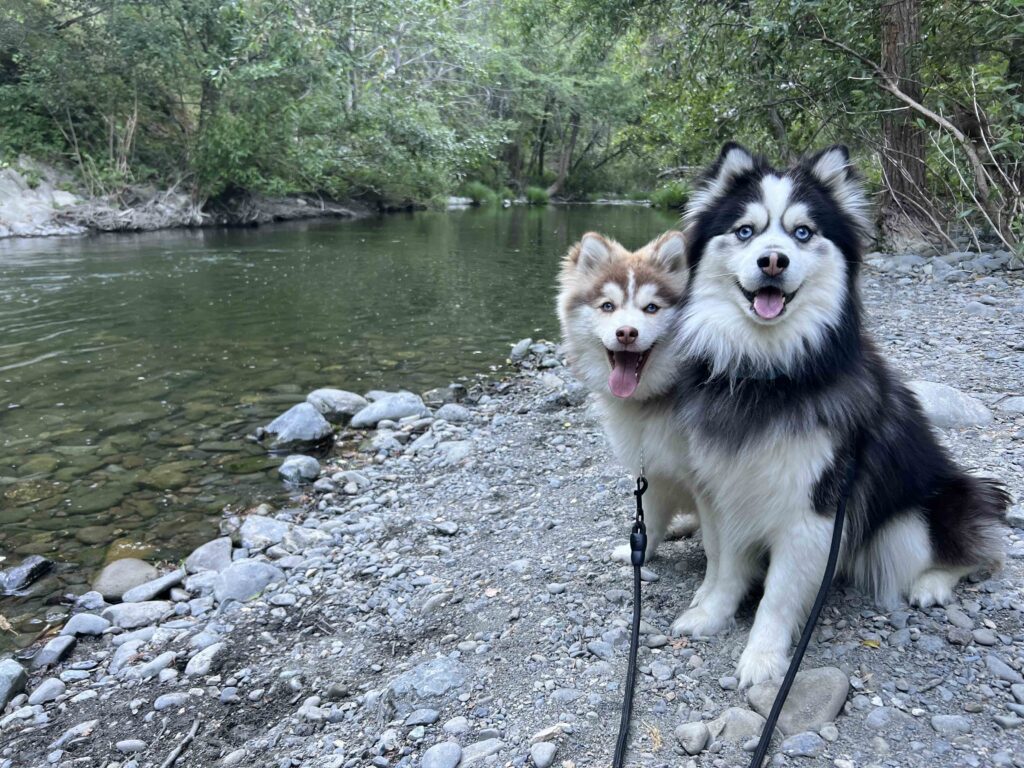 a black and white pomsky sitting next to a brown and white pomsky outside looking at the camera