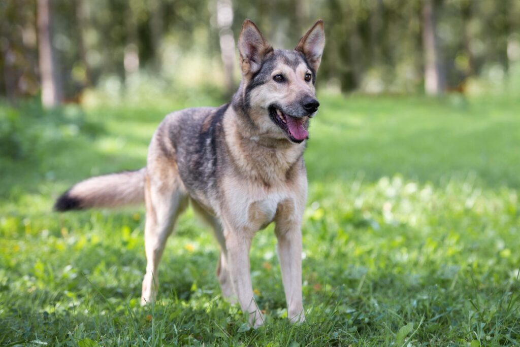 tan and gray german shepherd-siberian husky mix standing in a park